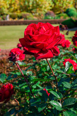 快晴の中、美しい赤い薔薇、赤いバラ、レッドローズ
