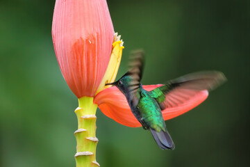 Antillean crested hummingbird feeding from banana flower, Grenada island, Grenada © donyanedomam