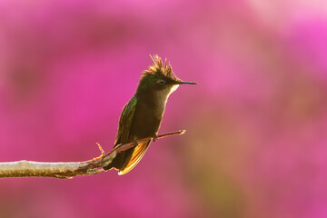 Antillean crested hummingbird sitting on a stick, Grenada island, Grenada