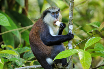 Mona monkey eating in a tree, Grand Etang National Park, Grenada.