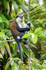 Mona monkey sitting on a tree, Grand Etang National Park, Grenada