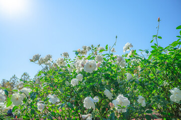 Obraz premium 快晴の中、元気に咲く白いの薔薇、ホワイトローズ