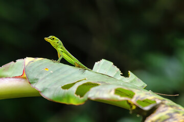 Grenada tree anole sitting on a plant, Grenada.