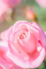 Fototapeta premium 快晴の中元気に咲くピンクの薔薇達、ピンクのローズ
