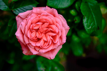 Red rose flower in bloom