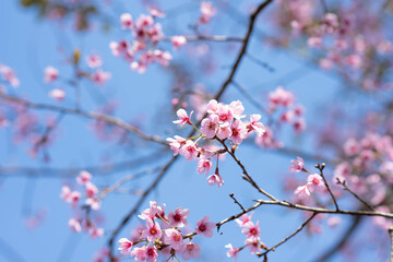Soft focus beautiful pink sakura, blossom in Phu Lom Lo loei in Thailand