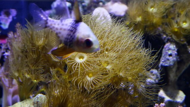 pajama cardinalfish swim over colony of Parazoanthus gracilis, yellow polyps move tentacles in water current, healthy, active animals in nano reef marine aquarium