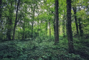 Grüne Vegetation im bayerischen Steigerwald