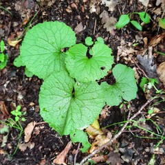 Knoblauchsrauke - Alliaria petiolata