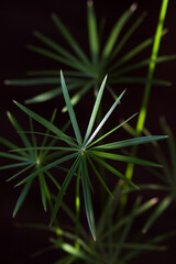 Close up umbrellas of Cyperus plant on the black background