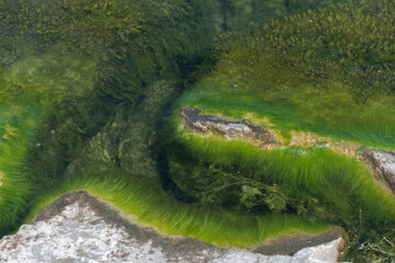 abstract background featuring wool algae swaying in the water