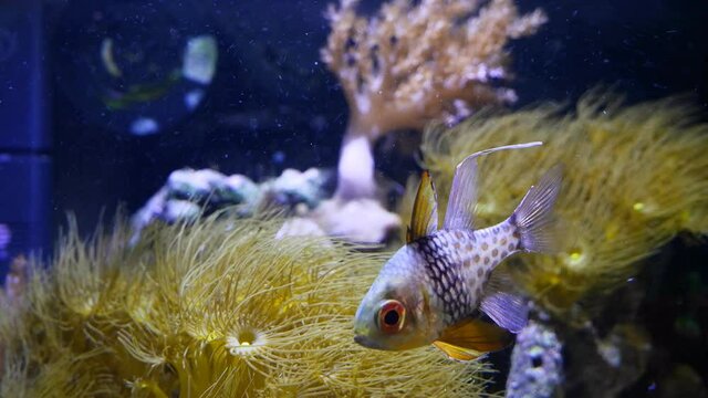 popular aquarium pet pajama cardinalfish swim at front glass over colony of Parazoanthus gracilis and Capnella sp, healthy, active animals in nano reef marine tank