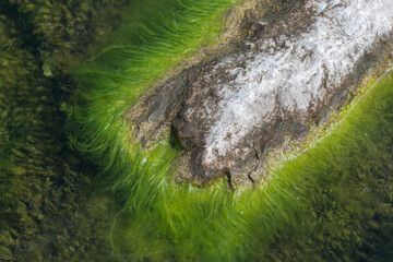 wool algae growing around the edge of a large rock