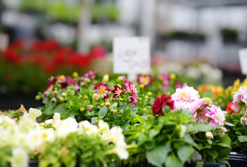 Plants in garden center or street market. Sale of varietal seedlings of flowers in pots. Sprouts of dahlias. Season of planting flowers.