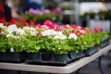 Plants in garden center or street market. Sale of varietal seedlings of flowers in pots. Sprouts of geranium. Red, pink and white pelargonium. Season of planting flowers.
