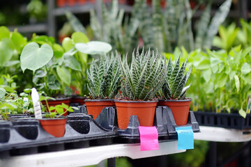 Plants in garden center. Sale of varietal seedlings of herbs, flowers and plants in pots....