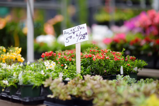 Plants in garden center or street market. Sale of varietal sprouts and seedlings of flowers in pots. Season of planting flowers.