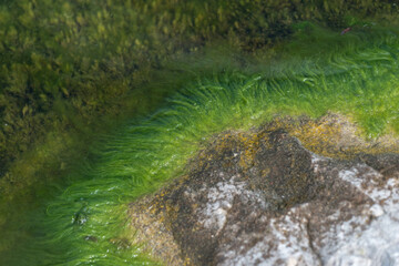 algae growing on rocks