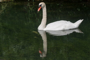 mute swan in a shallow canal with reflection