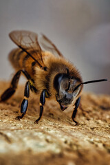Bee