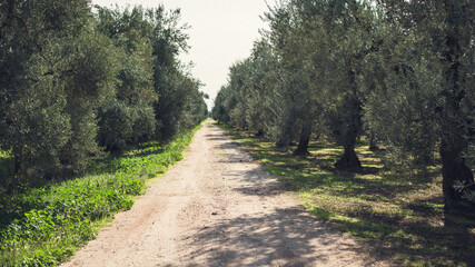 Fototapeta na wymiar Olives, Olive Trees, Olive Oil