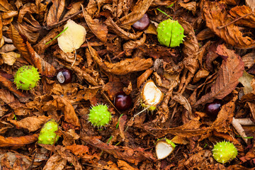 Ripe chestnuts on fallen dry leaves with peels scattered nearby.