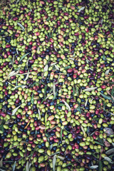 Olives, Olive Trees, Olive Oil