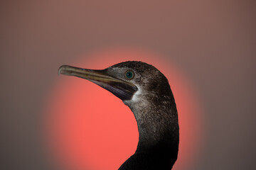 A flash lit portrait of Socotra cormorant against the sunrise, Bahrain