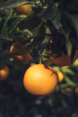 Fresh Oranges
