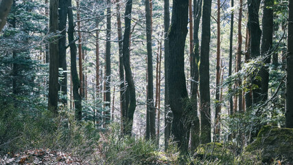 Forêt mont saint Odile