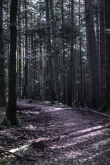 Forêt mont saint Odile