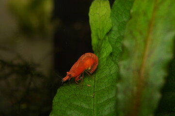 Berried Female Fire Red Neocaridina