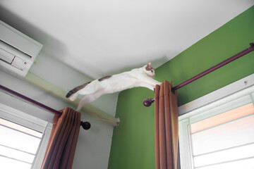 A mischievous big white cat was jumping from the curtain at the door. Go to the window. Motion blur...
