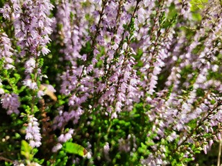Obraz premium flowers in the garden
