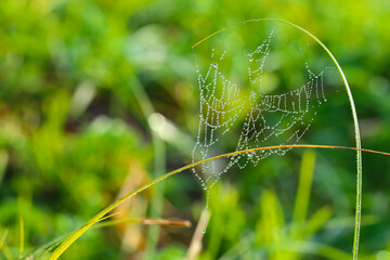 Cobweb or cobweb is a natural rain pattern. Spider web with a pattern of raindrops on a green background. Web web texture with morning rain bokeh. Partial blurring of the necklace lines with cobwebs.