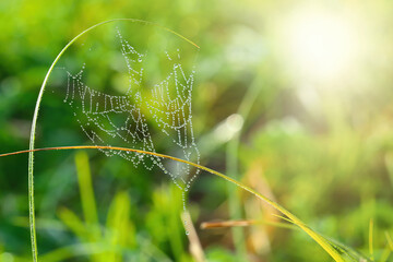 Cobweb or cobweb is a natural rain pattern. Spider web with a pattern of raindrops on a green background. Web web texture with morning rain bokeh. Partial blurring of the necklace lines with cobwebs.