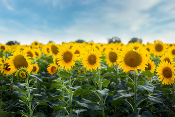Fototapeta premium Beautiful image Field of sunflowers against the blue sky. Banner