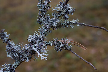 lichen covered branches