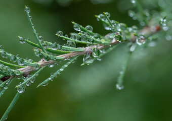 Larch or Tamarack branch diagonally across the frame with rain water drops with sharp internal reflections.
