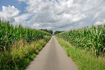 Fototapeta na wymiar Narrow country road between fields of corn under a cloudy sky on a summer day in the Dutch region of Salland