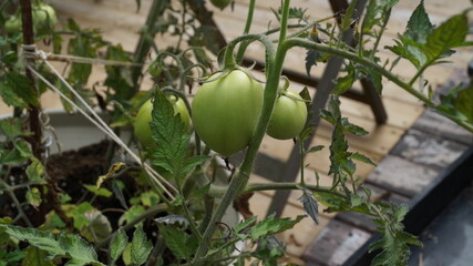 tomatoes growing green, harvest, crop