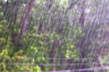 Heavy and fast rain drops falling in green forest.