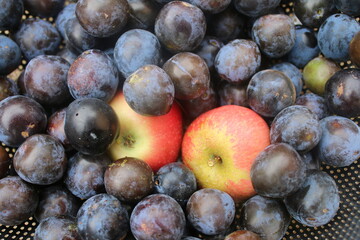 Close up of ripe purple damson plum fruit with freshly picked discovery red yellow apples from an organic English country garden orchard in Summer high angle view outdoors in day light