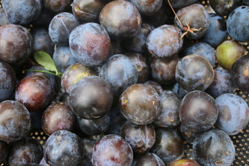 Close up of ripe purple damson plum juicy delicious fruit from an organic English country garden orchard in Summer high angle view outdoors 