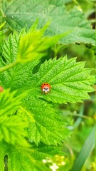 Ladybug