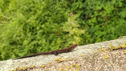 Little lizard