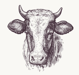 Drawing of isolated cow head with horns. Sketch vintage illustration