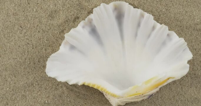 Panorama of a seashell lying on the sand. Top view.