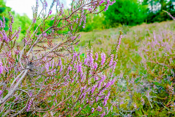 purple blue heather close-up on a meadow