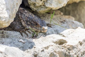 Primer plano de iguana rayada